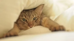 4 Načine, kako mačka spati ponoči